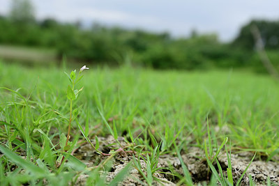 BUITEN BEELD Foto: 322770