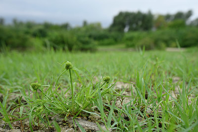 BUITEN BEELD Foto: 322772