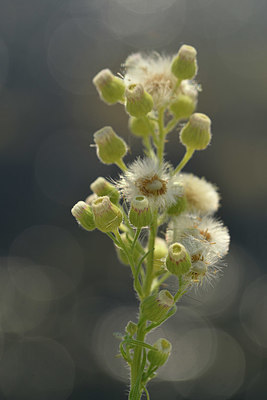 BUITEN BEELD Foto: 322798