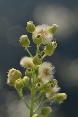 BUITEN BEELD Foto: 322799