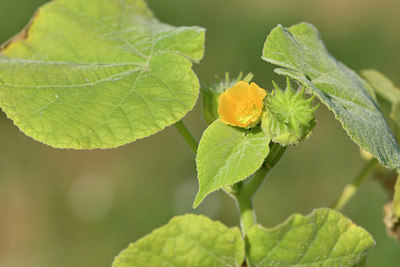 BUITEN BEELD Foto: 322807