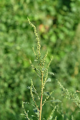 BUITEN BEELD Foto: 322816