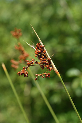BUITEN BEELD Foto: 322833