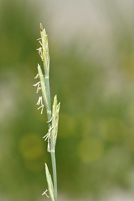 BUITEN BEELD Foto: 322841
