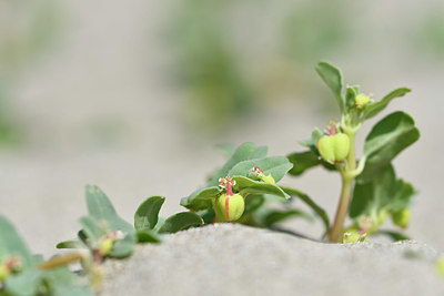 BUITEN BEELD Foto: 322859