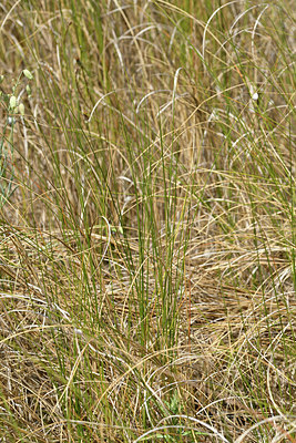 BUITEN BEELD Foto: 322861