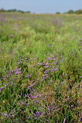 BUITEN BEELD Foto: 322900