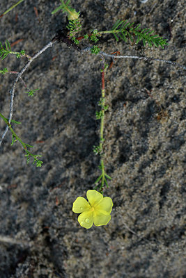 BUITEN BEELD Foto: 322908