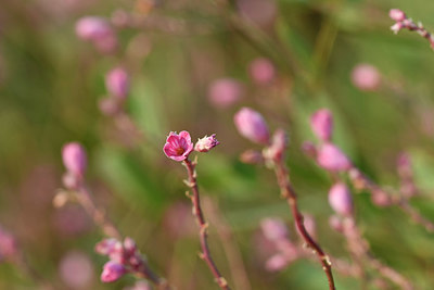 BUITEN BEELD Foto: 322911