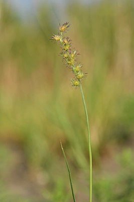 BUITEN BEELD Foto: 322912