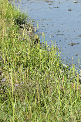 BUITEN BEELD Foto: 322920