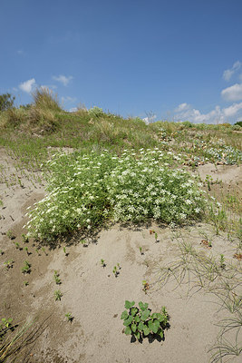 BUITEN BEELD Foto: 322932