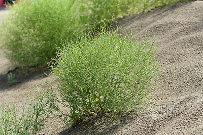 BUITEN BEELD Foto: 322935