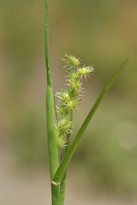 BUITEN BEELD Foto: 322945