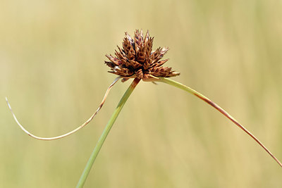 BUITEN BEELD Foto: 322953