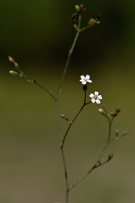 BUITEN BEELD Foto: 322956