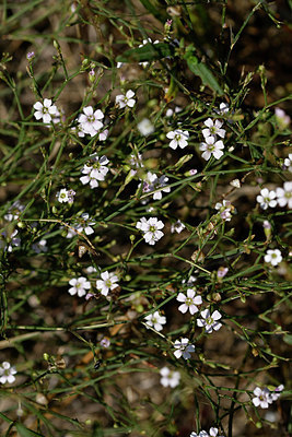 BUITEN BEELD Foto: 322958