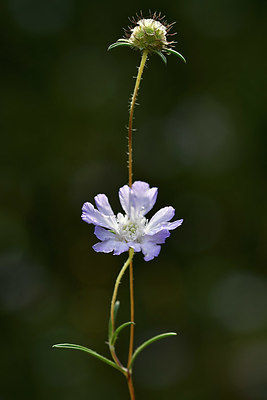 BUITEN BEELD Foto: 322961