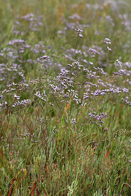 BUITEN BEELD Foto: 322964