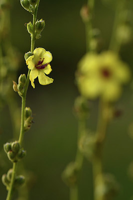 BUITEN BEELD Foto: 322973