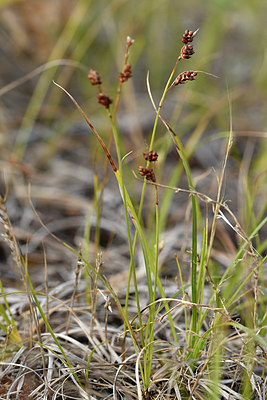 BUITEN BEELD Foto: 322975