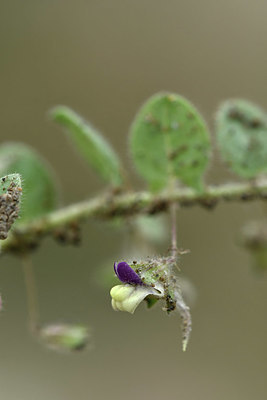 BUITEN BEELD Foto: 323003