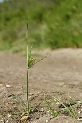 BUITEN BEELD Foto: 323019