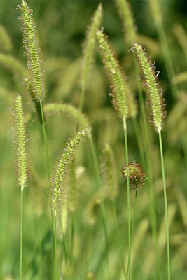 BUITEN BEELD Foto: 323048