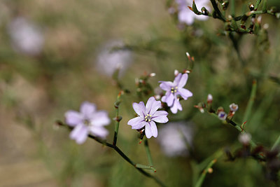 BUITEN BEELD Foto: 323067