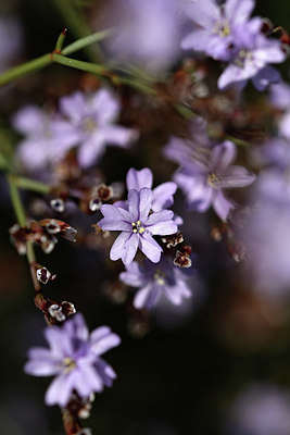 BUITEN BEELD Foto: 323071