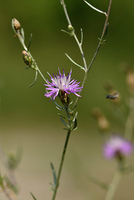 BUITEN BEELD Foto: 323130