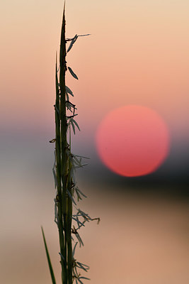 BUITEN BEELD Foto: 323159