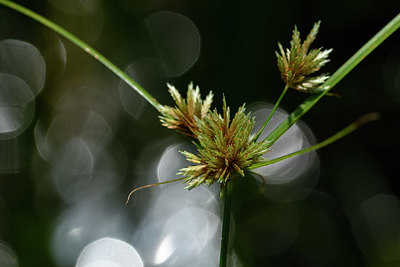 BUITEN BEELD Foto: 323181