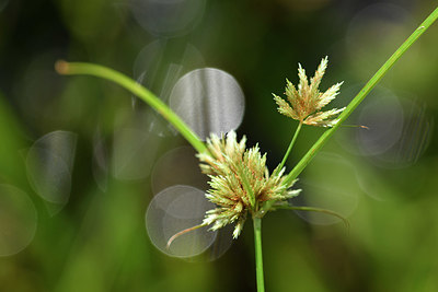 BUITEN BEELD Foto: 323182