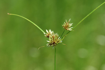 BUITEN BEELD Foto: 323183