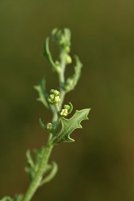 BUITEN BEELD Foto: 323191