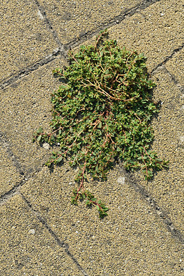 BUITEN BEELD Foto: 323213
