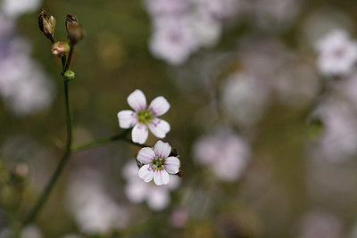 BUITEN BEELD Foto: 323220