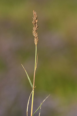 BUITEN BEELD Foto: 323245
