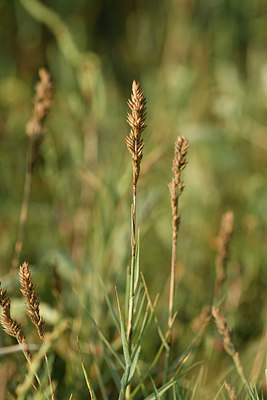 BUITEN BEELD Foto: 323246