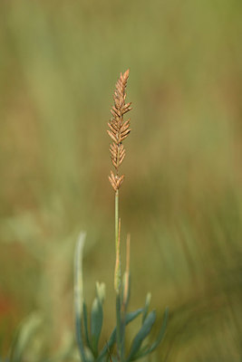 BUITEN BEELD Foto: 323247