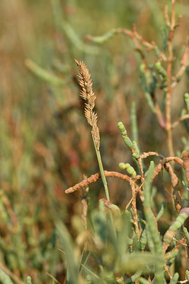 BUITEN BEELD Foto: 323249