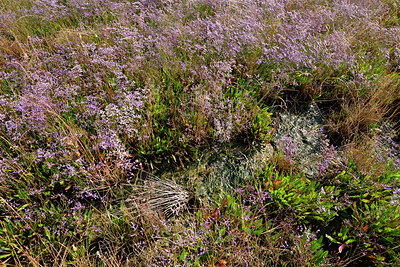 BUITEN BEELD Foto: 323265
