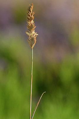 BUITEN BEELD Foto: 323276