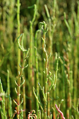 BUITEN BEELD Foto: 323284