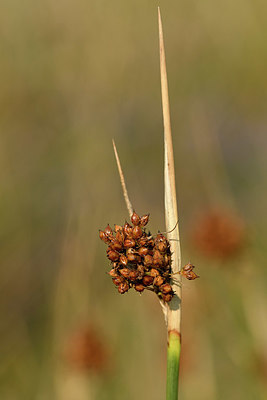 BUITEN BEELD Foto: 323285