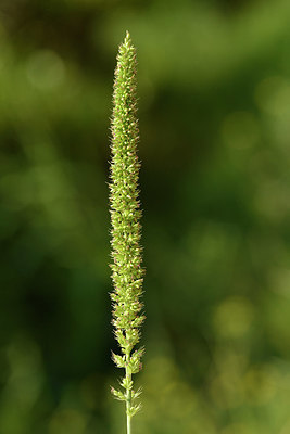 BUITEN BEELD Foto: 323335