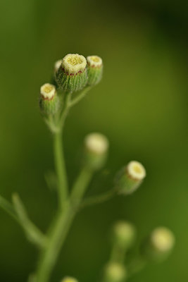 BUITEN BEELD Foto: 323343