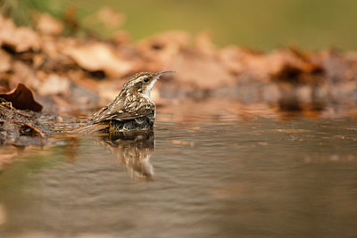 BUITEN BEELD Foto: 323409