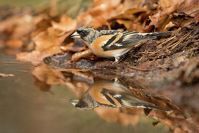 BUITEN BEELD Foto: 323411